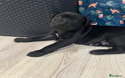 Cane Corso dogs for sale: 10 gorgeous Cane Corso  - Image 6