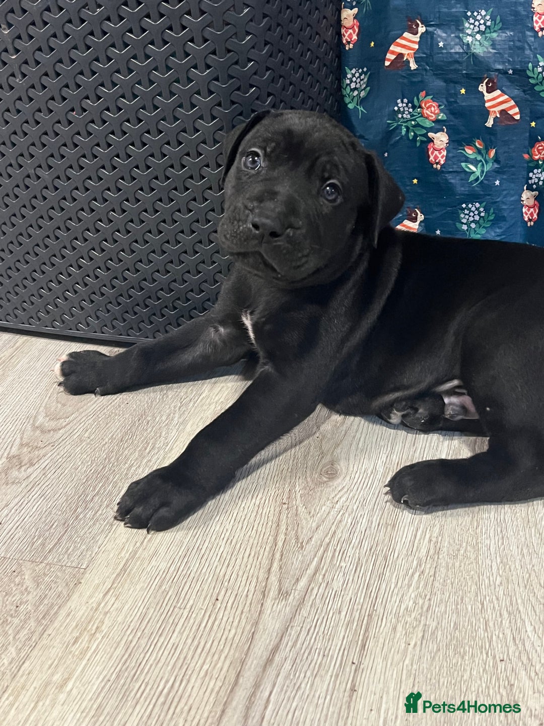 Cane Corso dogs for sale: 10 gorgeous Cane Corso  - Image 6