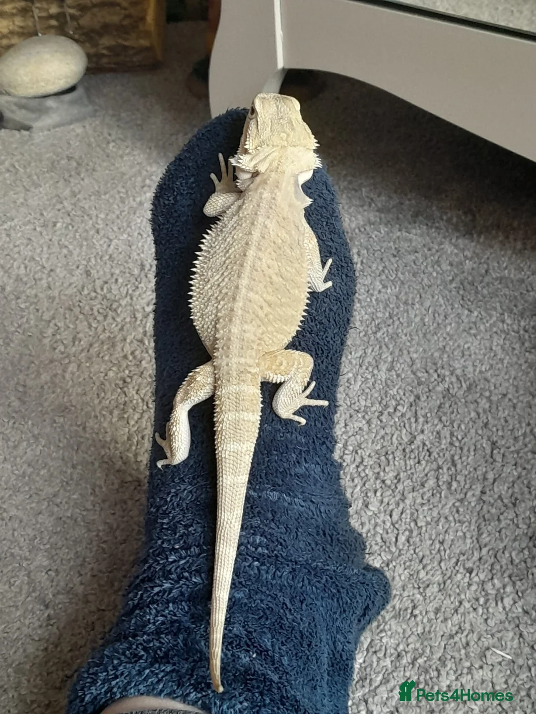 Bearded Dragon reptiles for sale: Gorgeous bearded dragon.  - Advert 11