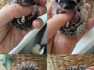 Pygmy Hedgehog rodents for sale - Advert 1