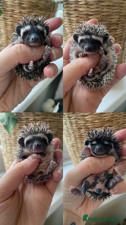 Pygmy Hedgehog rodents - Advert 1