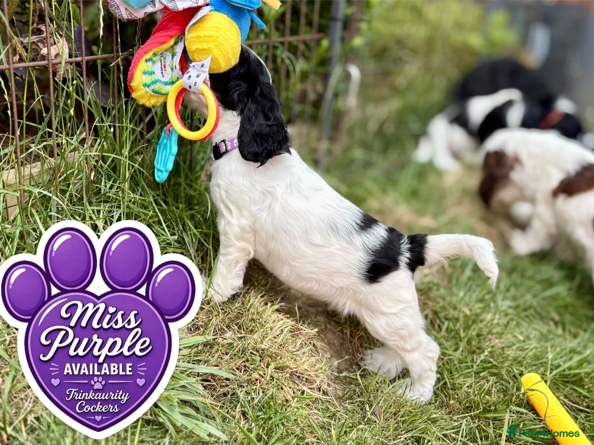 Cocker Spaniel dogs Precious Blue Roan KC Reg Cocker Girl READY MONDAY - Advert 2
