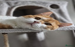 Mixed Breed cats for adoption: Male Rescue Cat for Indoor Adoption - Image 11