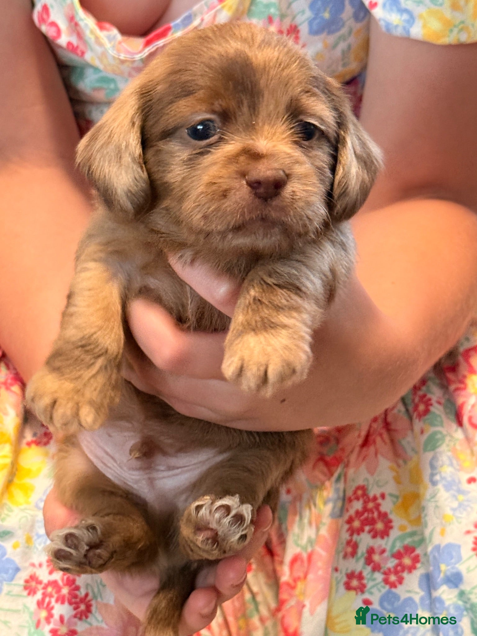 Mixed Breed dogs Adorable Schweenies puppy’s  - Advert 1