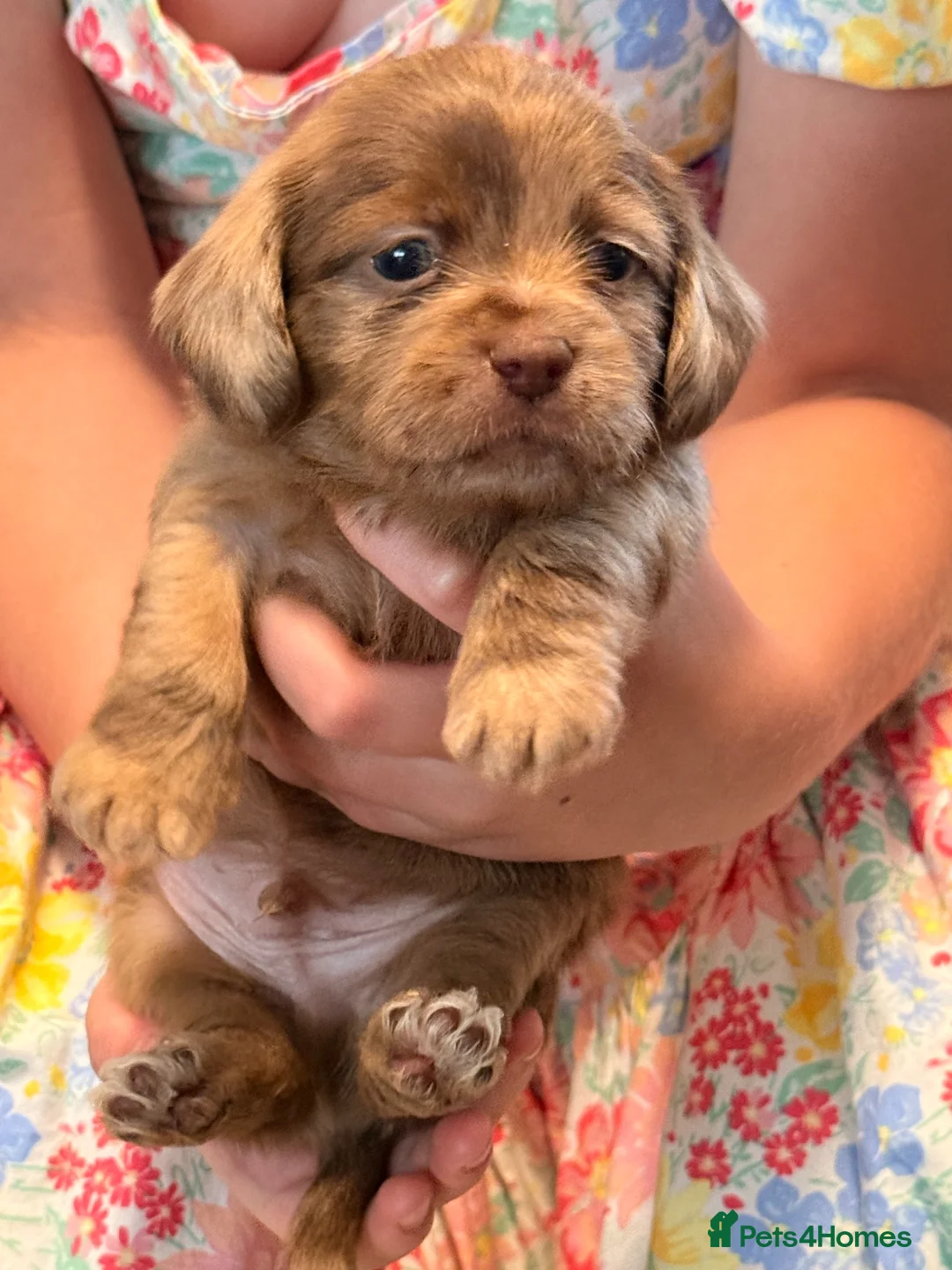 Mixed Breed dogs for sale: Adorable Schweenies puppy’s  - Advert 1