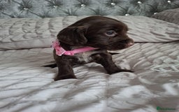 Cocker Spaniel dogs for sale: Stunning cocker spaniels for sale - Image 28