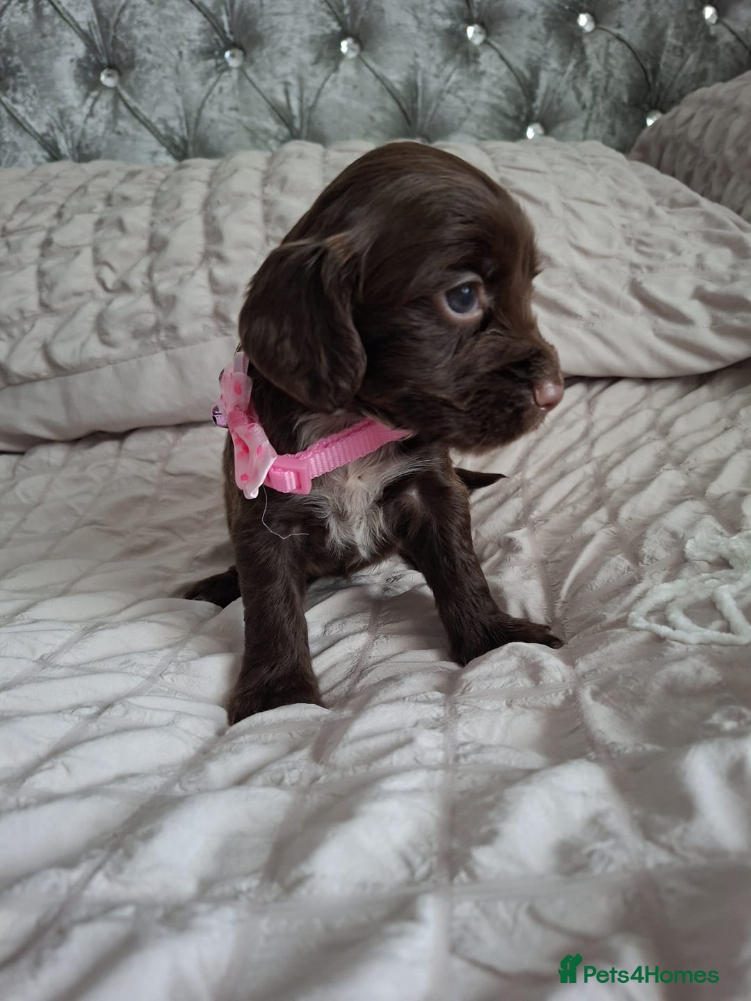 Cocker Spaniel dogs for sale: Stunning cocker spaniels for sale - Image 28