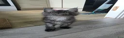 Maine Coon cats for sale: Female maine coon, needs a new home - Advert 2