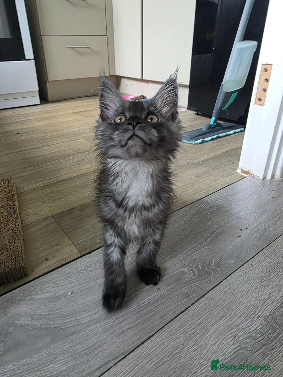 Maine Coon cats for sale: Female maine coon, needs a new home - Advert 2
