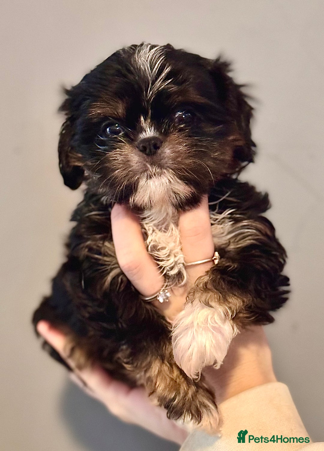 Cavalier King Charles Spaniel dogs for sale: Cavashi cavatzu boys READY NOW  - Advert 8