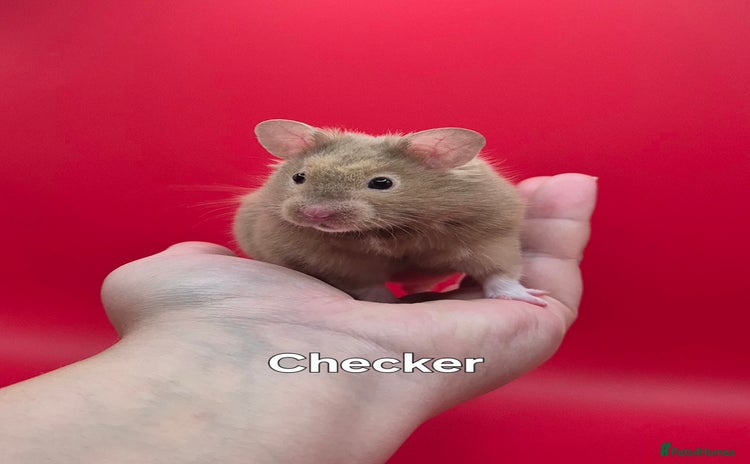 Hamster rodents - Advert 4