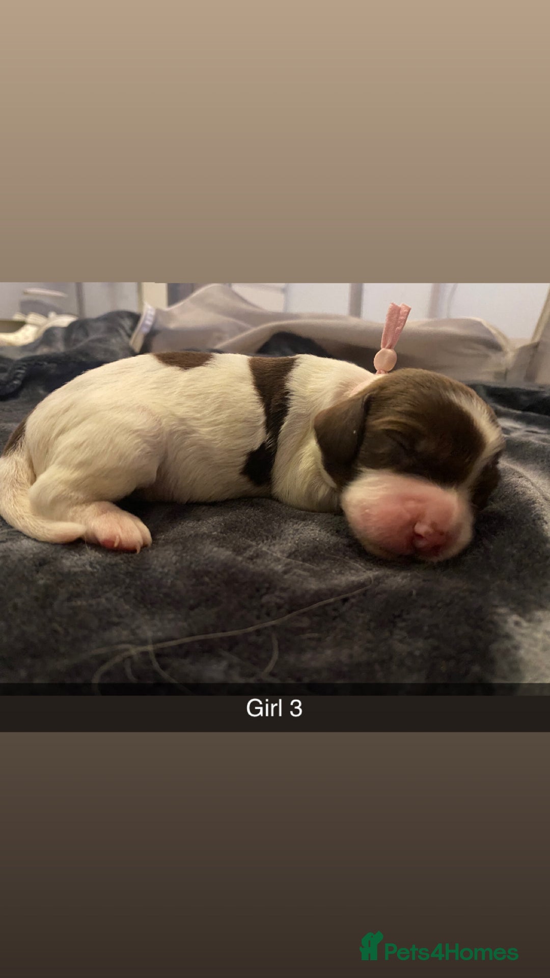 Cocker Spaniel dogs for sale: Working cocker spaniel puppies  - Advert 1