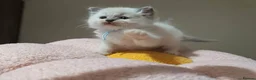 Ragdoll cats for sale: 5Gen Ped Ragdoll Kittens&Ready2Reserve - Advert 12