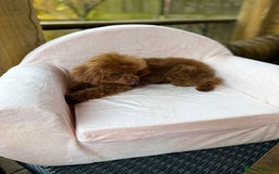 Toy Poodle dogs for sale: Asian Toy Poodle (Korean & Chineese) VERY rare - Image 9