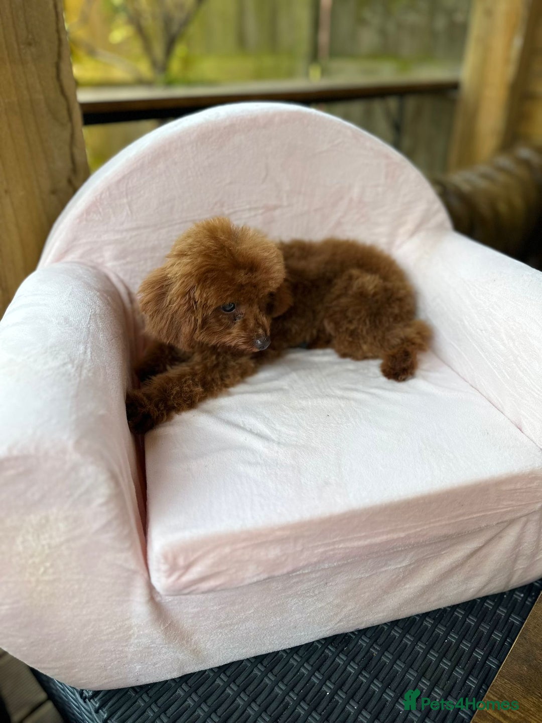 Toy Poodle dogs for sale: Asian Toy Poodle (Korean & Chineese) VERY rare - Image 9