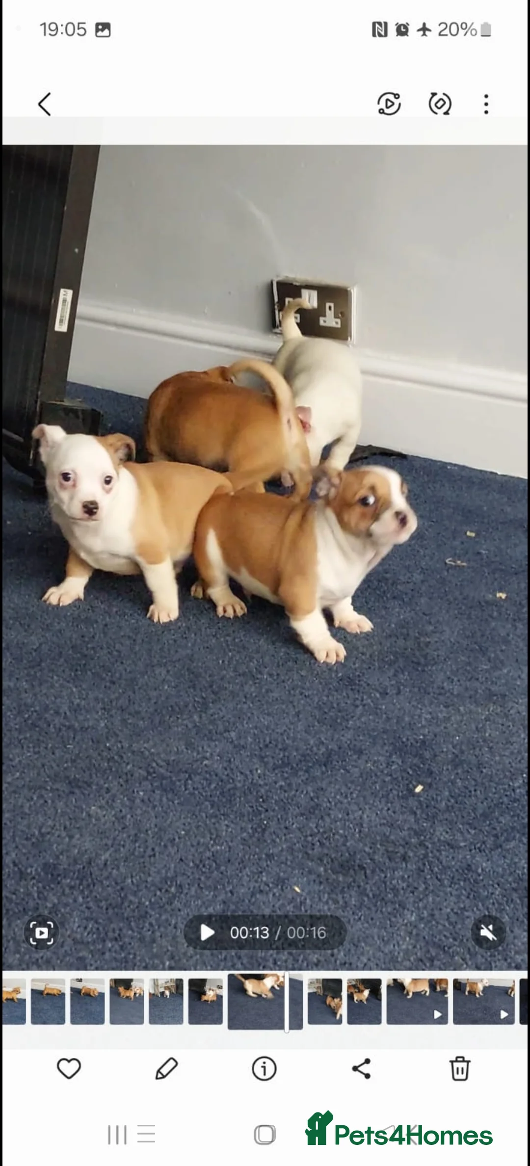 Mixed Breed dogs for sale: Microbully cross chihuahua  - Advert 2