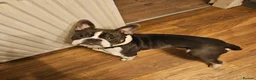 French Bulldog dogs for sale: French bulldog puppy 8 months old - Advert 2