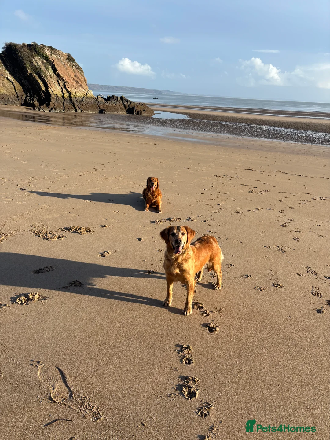 Golden Retriever dogs for sale: Amber has a wonderful nature  - Advert 38