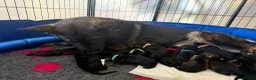 German Shepherd dogs for sale: Health tested Czech German shepherd puppies - Advert 11
