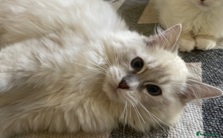 Ragdoll cats - Advert 14