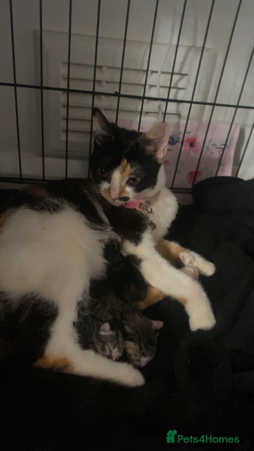 Mixed Breed cats for sale: Kittens for sale  - Image 10