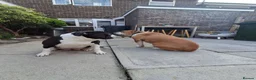 Alapaha Blue Blood Bulldog dogs for sale: Alapaha bulldog in need of forever loving home - Advert 6