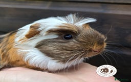 Guinea Pig rodents for sale: Gorgeous baby Guinea Pigs for sale  - Image 1