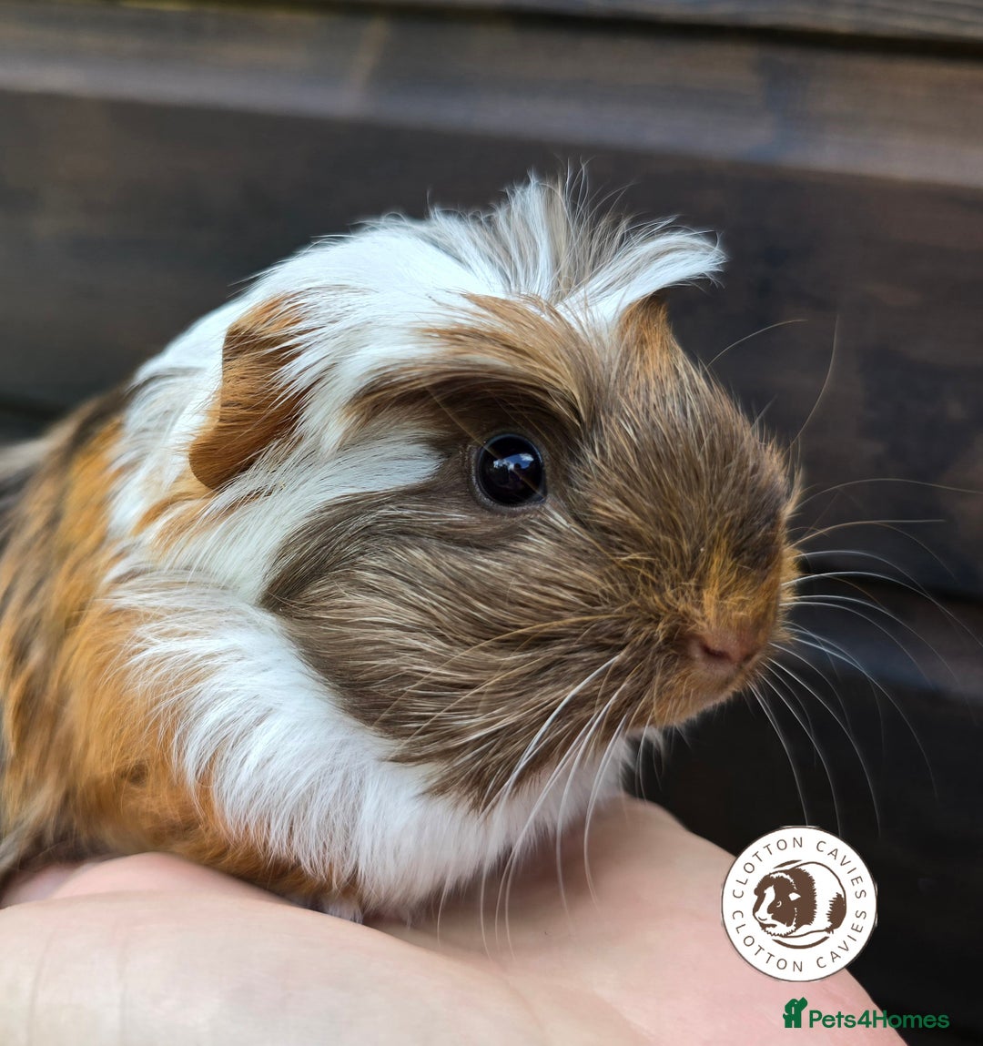 Guinea Pig rodents for sale: Gorgeous baby Guinea Pigs for sale  - Image 1