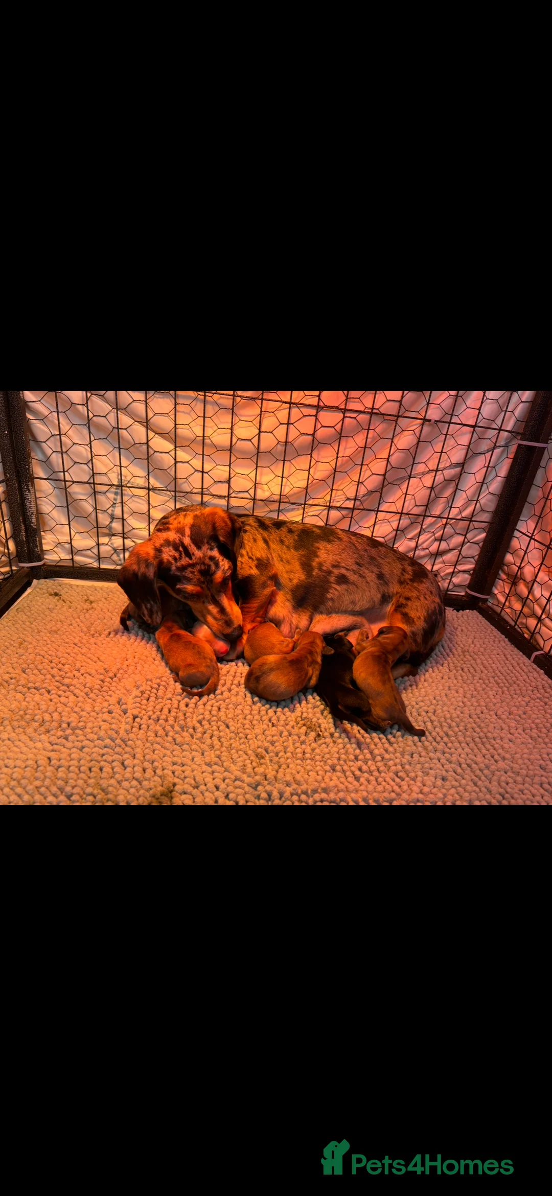 Dachshund dogs for sale: 7 gorgeous minature dachshund puppy’s🐶 - Advert 11