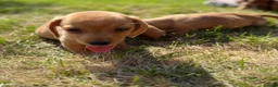 Miniature Dachshund dogs for sale: READY TO LEAVE🏆💙💖 KC REG 5 STAR BREEDER💙💖🏆 - Advert 21