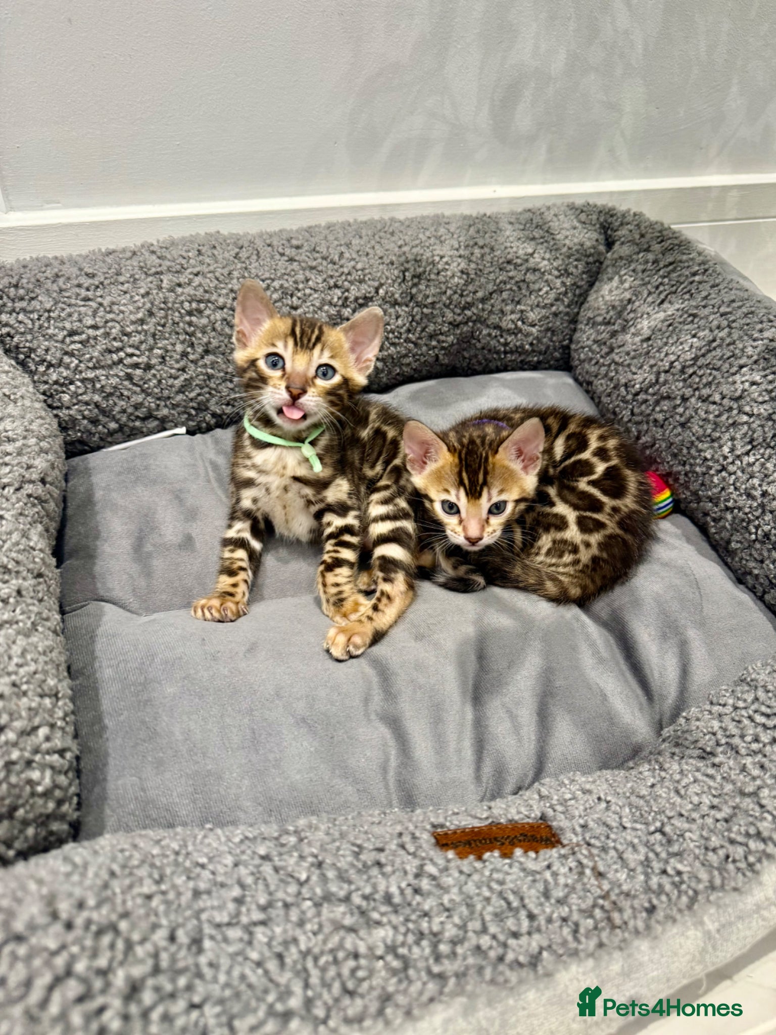 Bengal cats TIKA registered 5th Pedigree bengal kittens  - Advert 8