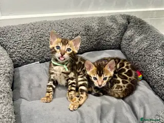 Bengal cats TIKA registered 5th Pedigree bengal kittens - Advert 8