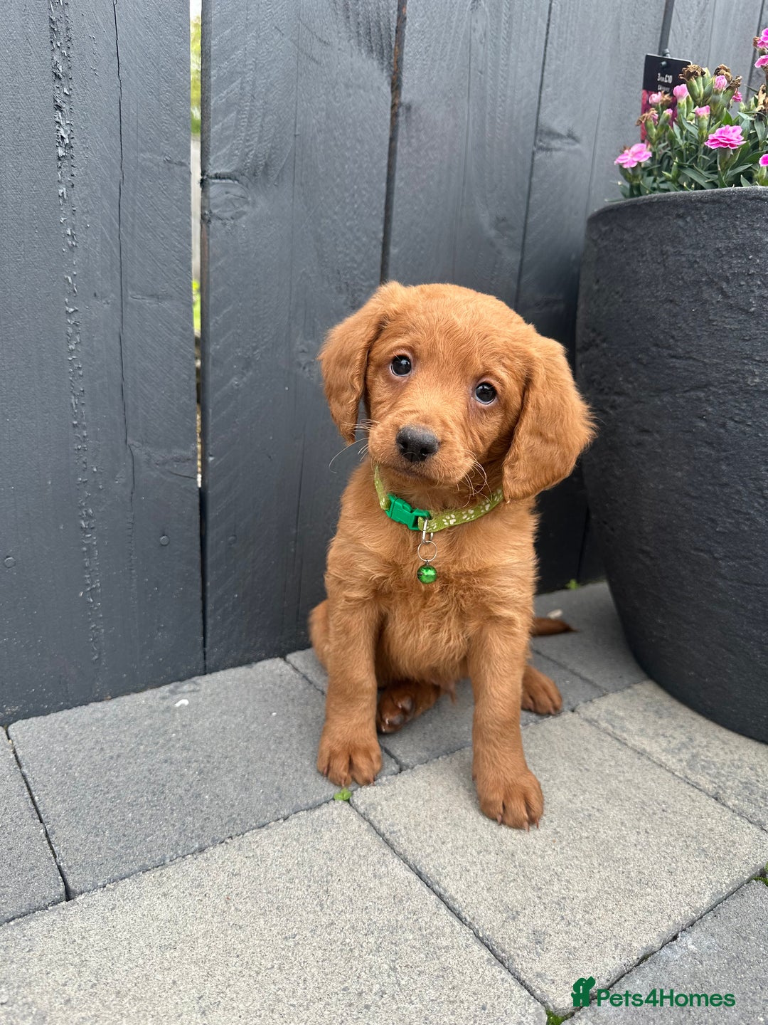 Labradoodle dogs for sale: F1b fox red labradoodle  - Image 3