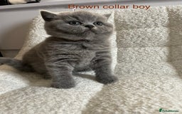 British Shorthair cats for sale: 4 purebred British shorthair kittens  - Image 15