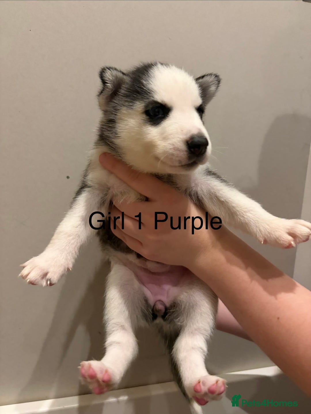 Siberian Husky dogs for sale: Siberian huskies for sale  - Advert 10