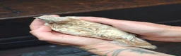 Quail poultry for sale: Celadon egg hatched Cortunix male. in Driffield - Advert 4