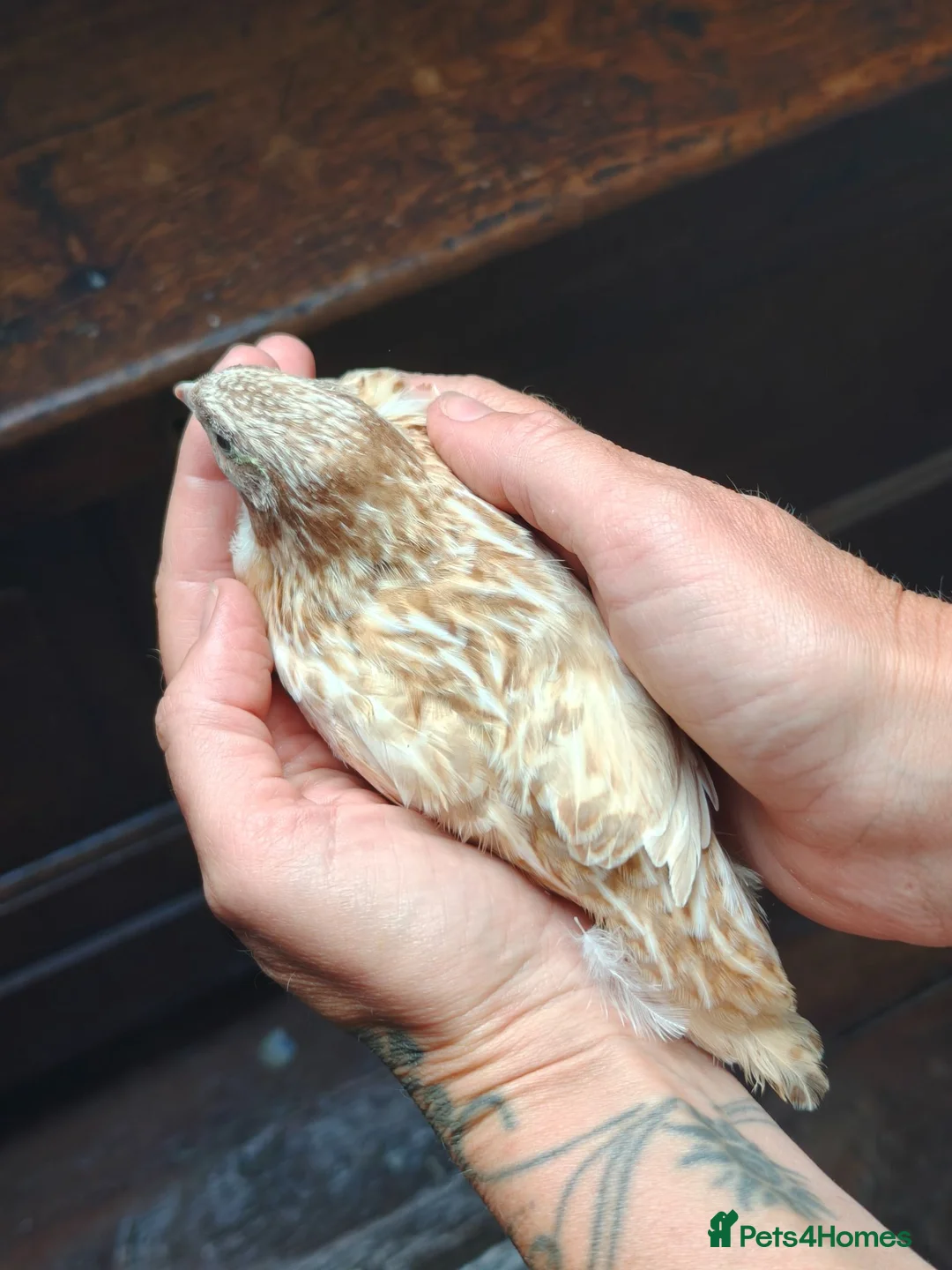 Quail poultry for sale: Celadon egg hatched Cortunix male. in Driffield - Advert 4