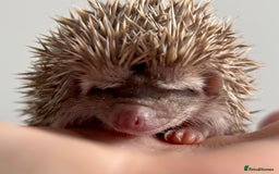 Pygmy Hedgehog rodents for sale: Ethically Bred African Pygmy Hedgehog 2 girls  - Advert 12