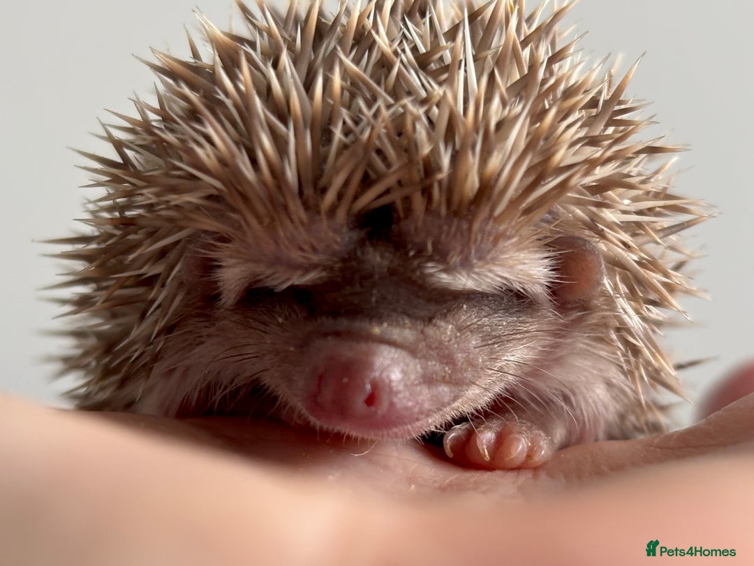 Pygmy Hedgehog rodents for sale: Ethically Bred African Pygmy Hedgehog 2 girls  - Advert 12