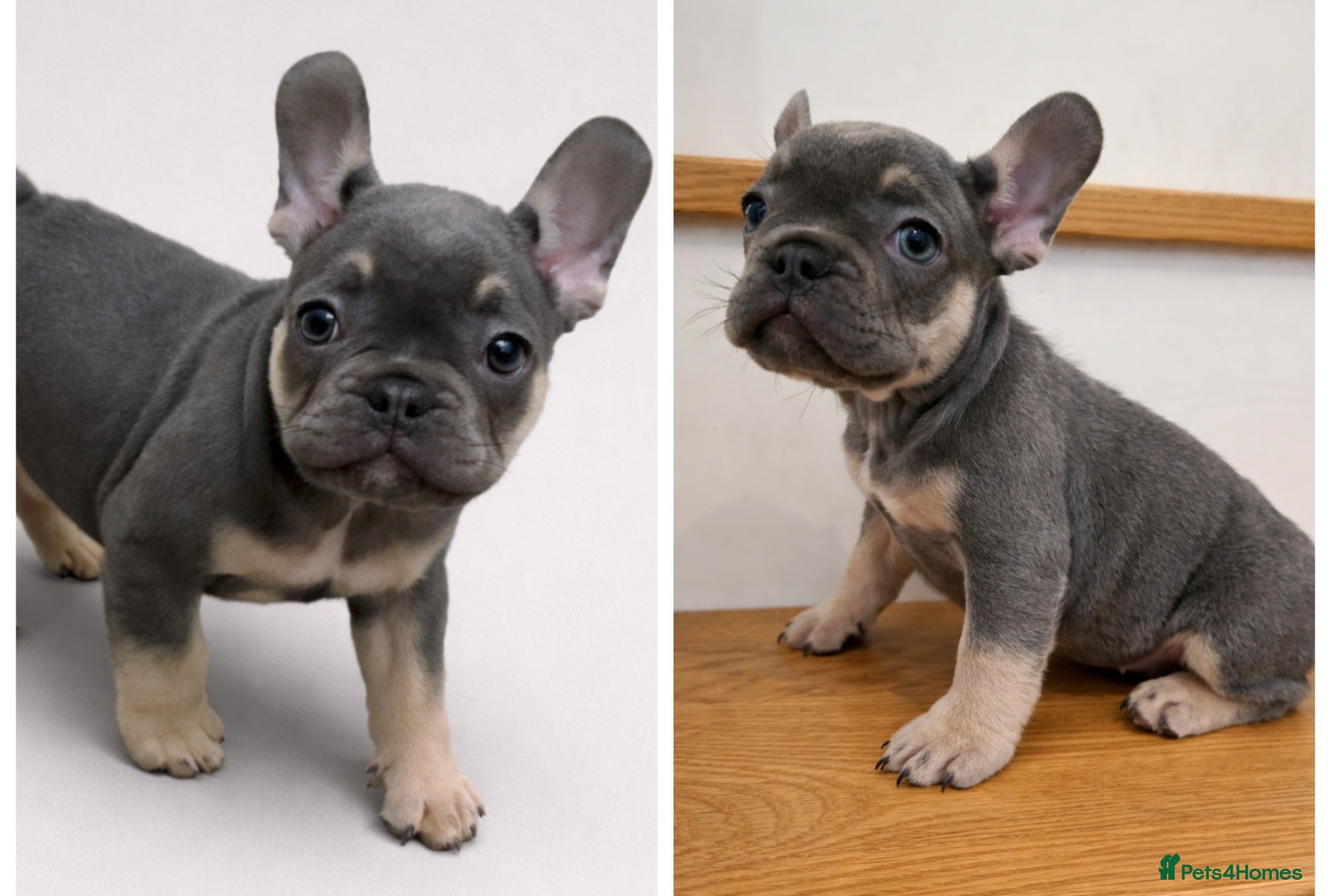 French Bulldog dogs 🌟 Ready Now 🌟 Last puppy remaining 🌟  - Advert 9