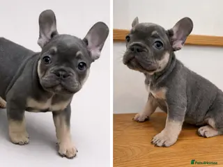 French Bulldog dogs 🌟 Ready Now 🌟 Last puppy remaining 🌟 - Advert 9