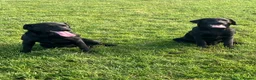Labrador Retriever dogs for sale: Black and Golden Labrador Puppies - Advert 2