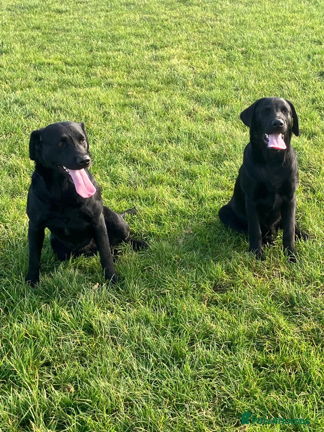 Labrador Retriever dogs for sale: Black and Golden Labrador Puppies - Advert 2
