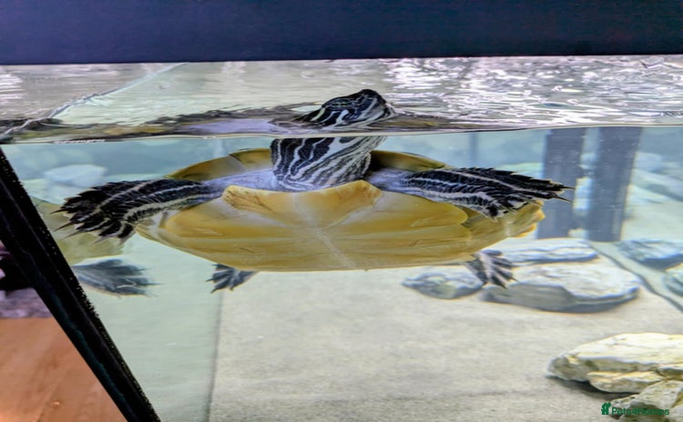 Turtle reptiles - Advert 10