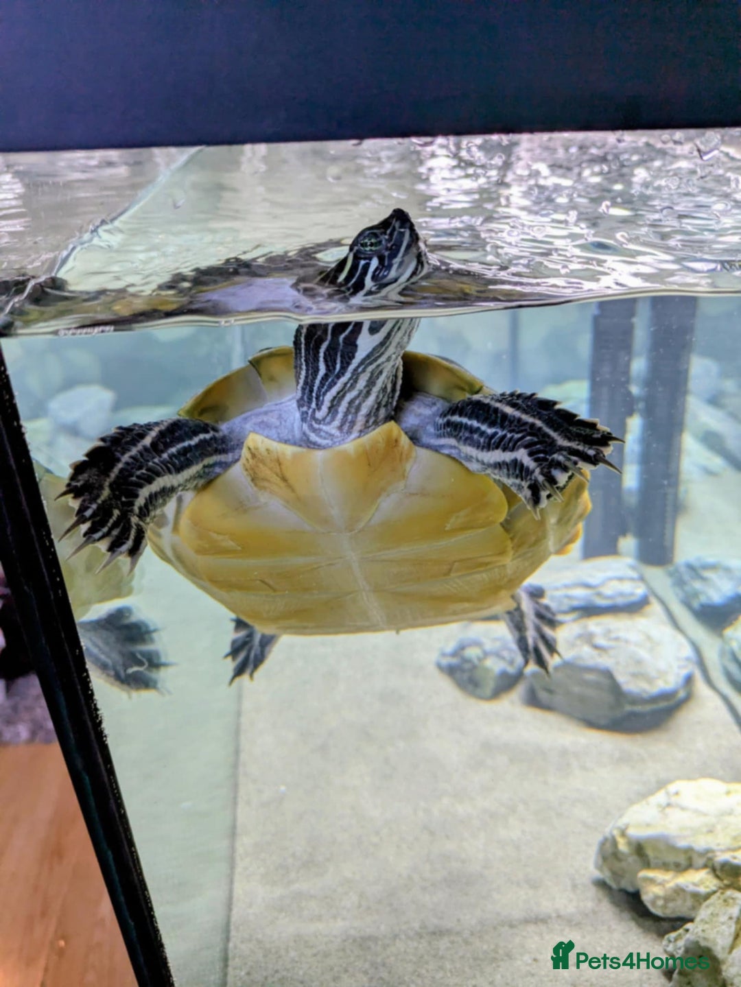 Turtle reptiles for sale: Beautiful friendly turtle  - Image 1