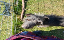 Mixed Breed dogs for sale: 10 Beautiful bedlington whippet x lurcher puppies! - Image 17