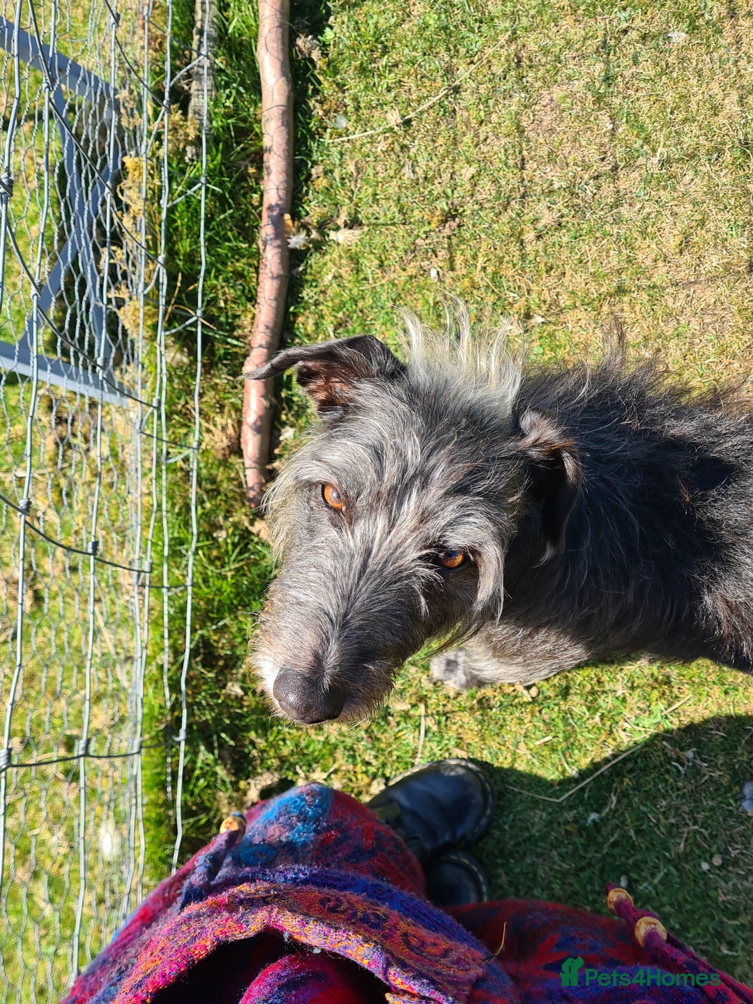 Mixed Breed dogs for sale: 10 Beautiful bedlington whippet x lurcher puppies! - Image 17