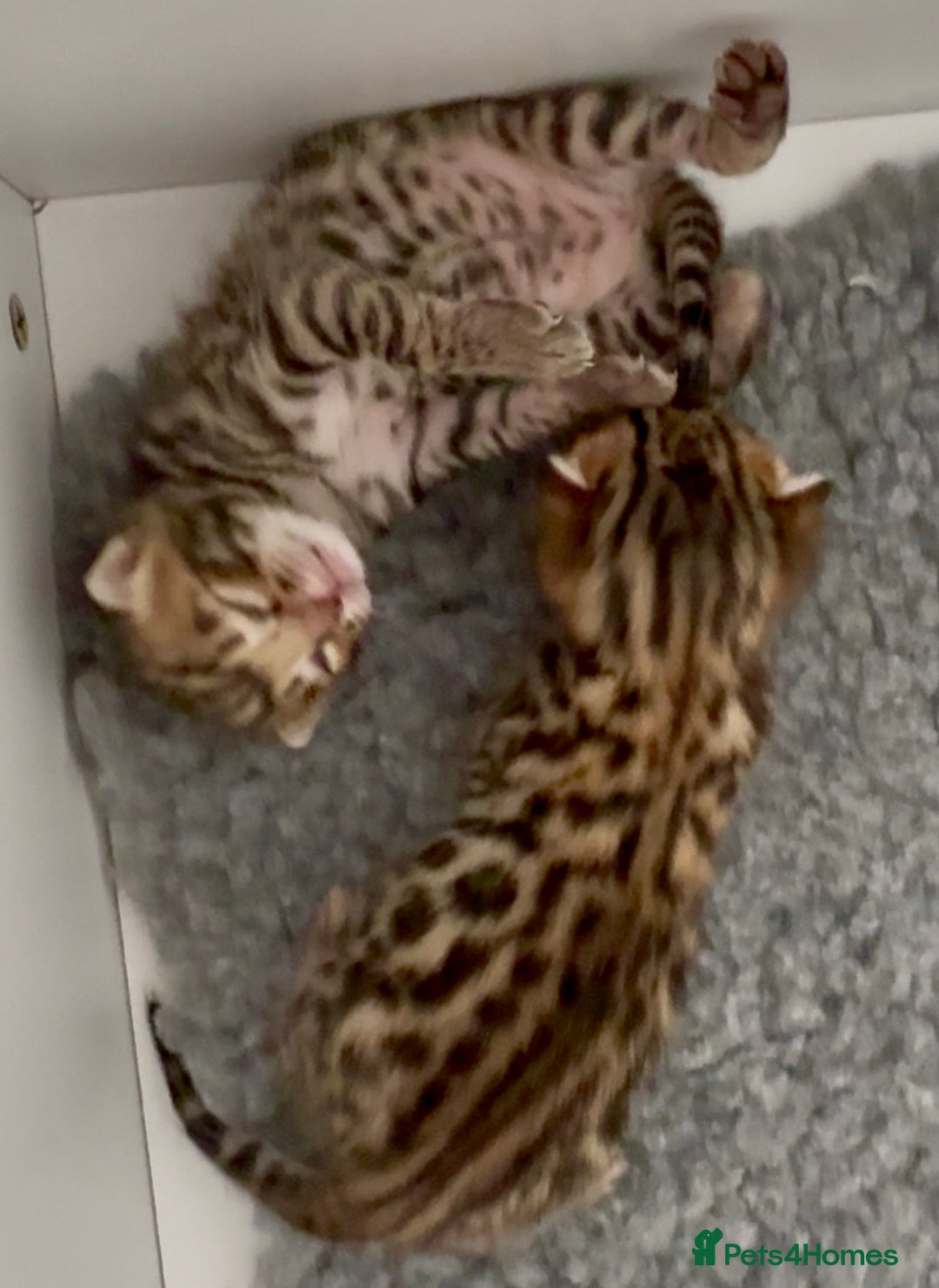 Bengal cats for sale: Exceptional show quality Brown TICA registered 🥰 - Image 12