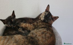 Mixed Breed cats for sale: Gorgeous friendly kittens - Image 6
