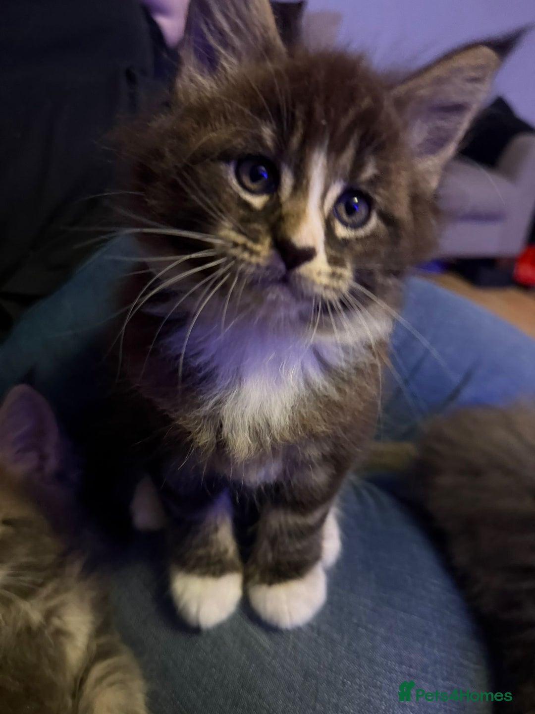 Maine Coon cats for sale: Full Maine coon kittens available  - Advert 28